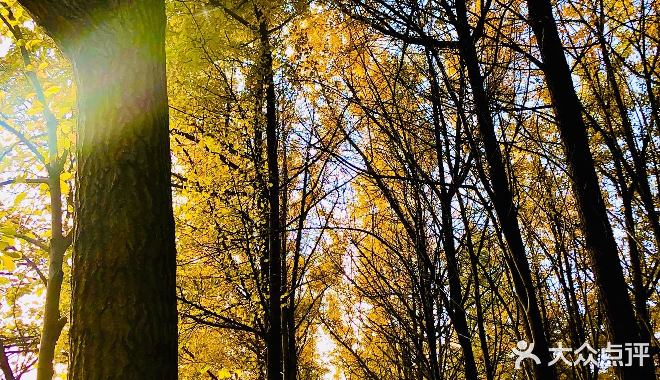 🍂🍂🍂初冬时节，寻一片金黄落叶之地