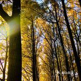 🍂🍂🍂初冬时节，寻一片金黄落叶之地