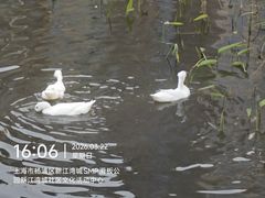 -新江湾城公园