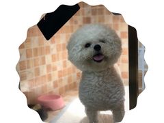 -汪小喵宠物·戴维斯乐芳希施宠馨宝皮毛调理洗护店