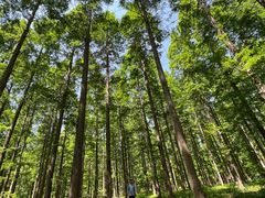 -黄海国家森林公园