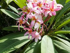 -三亚凤凰水城凯莱度假酒店