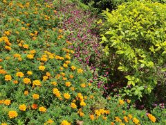 -东莞植物园