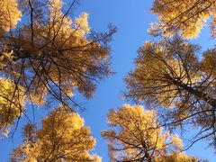 -塞罕坝国家级自然保护区