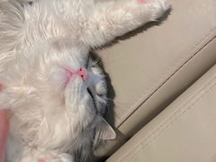 -猫腻·猫咖·撸猫馆(星光大道店)