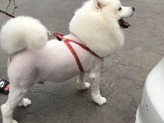 -宠福鑫康馨动物医院·骨科·眼科
