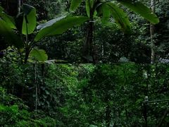 -西双版纳原始森林公园