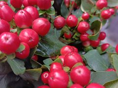 -循礼门鲜花花市(武汉循礼门店)