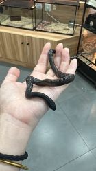 -Moni星球萌宠·小马宝莉·灵蛇·高端高阶全萌宠互动体验俱乐部(红豆国际广场店)