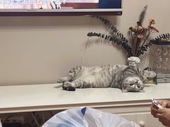 -久久宠物(河东万达店)