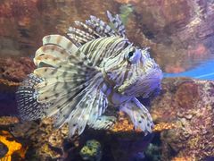 -上海海洋水族馆