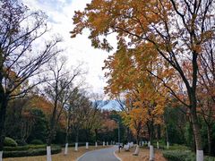 -昆山城市生态森林公园