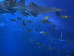 -太平洋海底世界