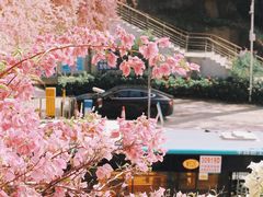 -深圳仙湖植物园