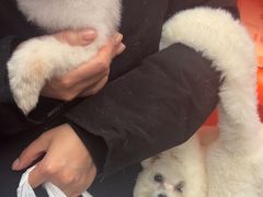 -宠物家(双井店)