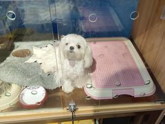 -FAELING PETS美天灵宠物(富力广场店)