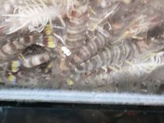 -宾朋海鲜特色美食餐厅·纯手工鲅鱼水饺(兴海路店)