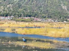 -腾冲北海湿地