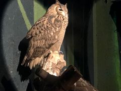 -广州长隆飞鸟乐园