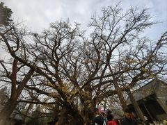 -浮来山风景区