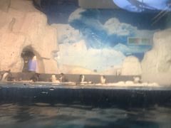-泉城欧乐堡海洋极地世界