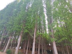 -呈贡滇池生态湿地公园