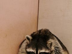 -浣熊柯尔鸭土拨鼠·电玩咖