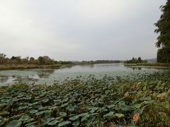 -东湖落雁景区