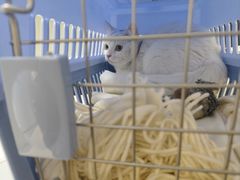 -可蒙动物医院·猫科·骨科中心(首义路店)