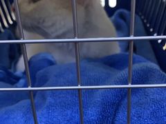-瑞派天宁宠物医院·猫科·异宠中心