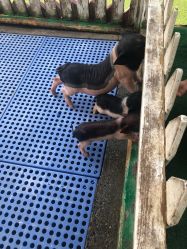 -萌宠亲子动物乐园(槐房万达店)