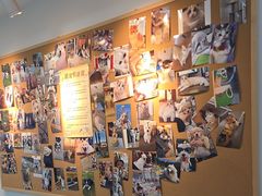 -翊宠yipet猫狗购宠庄园犬舍•猫舍