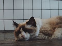 -喵屿·大理花园猫咖