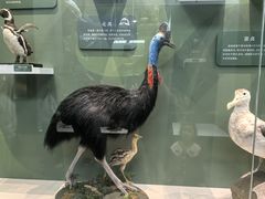 -国家自然博物馆