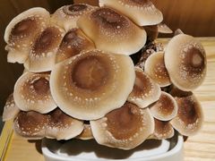 有机松香菇-鲜货俚鲜火锅(青果路店)