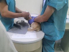 -天宠宠物医院24小时·急重症诊疗中心·全科·腔镜特色(和平分院)