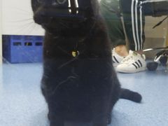 -美联众合动物医院(·中兽医·疑难杂症·严家桥分院)