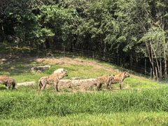 -北京野生动物园