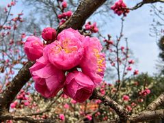-梅花山(明孝陵内)