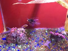 -芜湖新华联大白鲸海洋公园