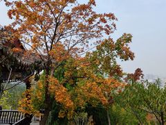 -佛慧山