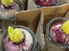 -循礼门鲜花花市(武汉循礼门店)