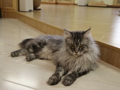 -猫和宫(六道口店)