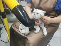 -宠福鑫康馨动物医院·骨科·眼科