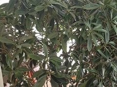 -泰山廊亦舫(丽景店)