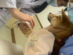 -宠颐生宠物医院·心肾内科·猫专科诊疗中心宠巢店
