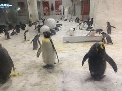 -大连圣亚海洋世界