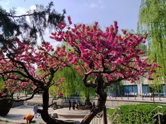 -元大都城垣遗址公园