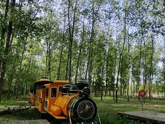 -合肥滨湖国家森林公园