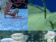 -上海海洋水族馆